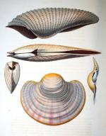 An attractif work on shells » PERRY (Georges) Conchology, or...
