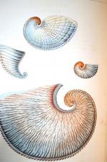 An attractif work on shells » PERRY (Georges) Conchology, or...