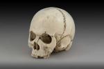 Beau crâne, Memento mori, en ivoire sculpté.