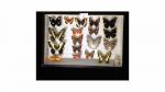 Boîte entomologique vitrée contenant 18 spécimens de lépidoptères diurnes et...