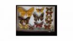 Boîte entomologique vitrée contenant 12 spécimens de lépidoptères nocturnes du...