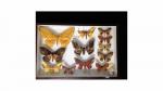 Boîte entomologique vitrée contenant 12 spécimens de lépidoptères nocturnes du...