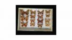 Boîte entomologique vitrée contenant 15 spécimens de lépidoptères nocturnes exotiques...
