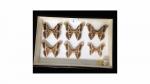 Boîte entomologique vitrée contenant 6 spécimens de