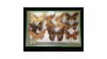 Boîte entomologique vitrée contenant 9 spécimens de lépidoptères nocturnes dont...