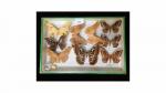 Boîte entomologique vitrée contenant 9 spécimens de lépidoptères nocturnes dont...