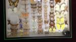 Boîte entomologique vitrée contenant environ 70 spécimens de lépidoptères diurnes...