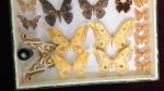 Boîte entomologique vitrée contenant 16 spécimens de lépidoptères nocturnes exotiques...