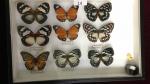 Boîte entomologique vitrée contenant 9 spécimens de lépidoptères diurnes exotiques...