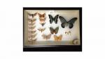 Boîte entomologique vitrée contenant 17 spécimens de lépidoptères nocturnes et...