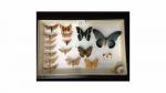 Boîte entomologique vitrée contenant 17 spécimens de lépidoptères nocturnes et...