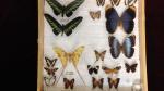 Boîte entomologique vitrée contenant 19 spécimens de lépidoptères diurnes exotiques...