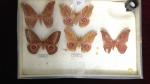 Boîte entomologique vitrée contenant 5 spécimens de lépidoptères nocturnes exotiques...