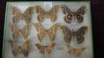 Boîte entomologique vitrée contenant 9 spécimens de lépidoptères nocturnes exotiques...