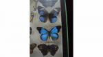 Boîte entomologique vitrée contenant 22 spécimens de lépidoptères diurnes et...