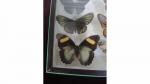 Boîte entomologique vitrée contenant 22 spécimens de lépidoptères diurnes et...