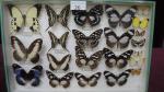 Boîte entomologique vitrée contenant 22 spécimens de lépidoptères diurnes exotiques...