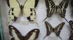 Boîte entomologique vitrée contenant 22 spécimens de lépidoptères diurnes exotiques...