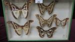 Boîte entomologique vitrée contenant 6 spécimens de lépidoptères nocturnes exotiques...