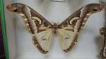 Boîte entomologique vitrée contenant 6 spécimens de lépidoptères nocturnes exotiques...