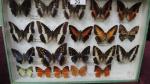 Boîte entomologique vitrée contenant 20 spécimens de lépidoptères diurnes exotiques...