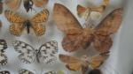 Boîte entomologique vitrée contenant environ 50 spécimens de lépidoptères diurnes...