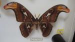 Boîte entomologique vitrée contenant 5 spécimens de lépidoptères nocturnes exotiques...