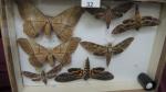 Boîte entomologique vitrée contenant 7 spécimens de lépidoptères nocturnes exotiques...