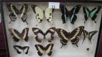 Boîte entomologique vitrée contenant 10 spécimens de