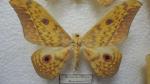 Boîte entomologique vitrée contenant 9 spécimens de lépidoptères nocturnes exotiques...