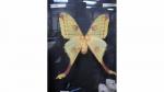 Boîte entomologique vitrée contenant un ensemble de 5 lépidoptères diurnes...