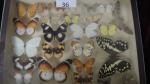 Boîte entomologique vitrée contenant 24 spécimens de