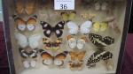 Boîte entomologique vitrée contenant 24 spécimens de