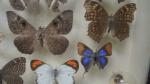 Boîte entomologique vitrée contenant 21 spécimens de