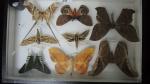 Boîte entomologique vitrée contenant 8 spécimens de lépidoptères diurnes et...