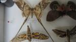 Boîte entomologique vitrée contenant 8 spécimens de lépidoptères diurnes et...