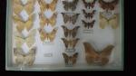 Boîte entomologique vitrée contenant 18 spécimens de lépidoptères nocturnes exotiques...