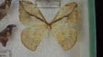 Boîte entomologique vitrée contenant 18 spécimens de lépidoptères nocturnes exotiques...