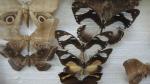 Boîte entomologique vitrée contenant 18 spécimens de lépidoptères diurnes et...