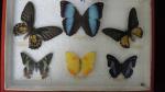 Boîte entomologique vitrée contenant 6 spécimens de lépidoptères diurnes exotiques...