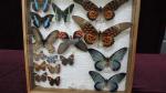 Boîte entomologique vitrée contenant 16 spécimens de lépidoptères diurnes exotiques...