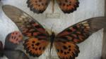 Boîte entomologique vitrée contenant 16 spécimens de lépidoptères diurnes exotiques...