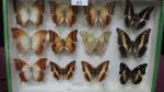 Boîte entomologique vitrée contenant 12 spécimens de lépidoptères diurnes exotiques...
