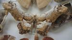Boîte entomologique vitrée contenant 8 spécimens de lépidoptères nocturnes du...