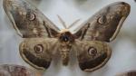 Boîte entomologique vitrée contenant 8 spécimens de lépidoptères nocturnes du...