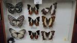 Boîte entomologique vitrée contenant 9 spécimens de lépidoptères diurnes exotiques...