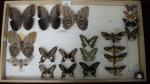 Boîte entomologique vitrée contenant 20 spécimens de lépidoptères diurnes et...