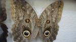 Boîte entomologique vitrée contenant 20 spécimens de lépidoptères diurnes et...