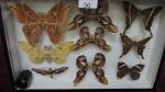 Boîte entomologique vitrée contenant 9 spécimens de