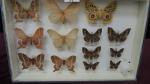 Boîte entomologique vitrée contenant 13 spécimens de lépidoptères nocturnes exotiques...